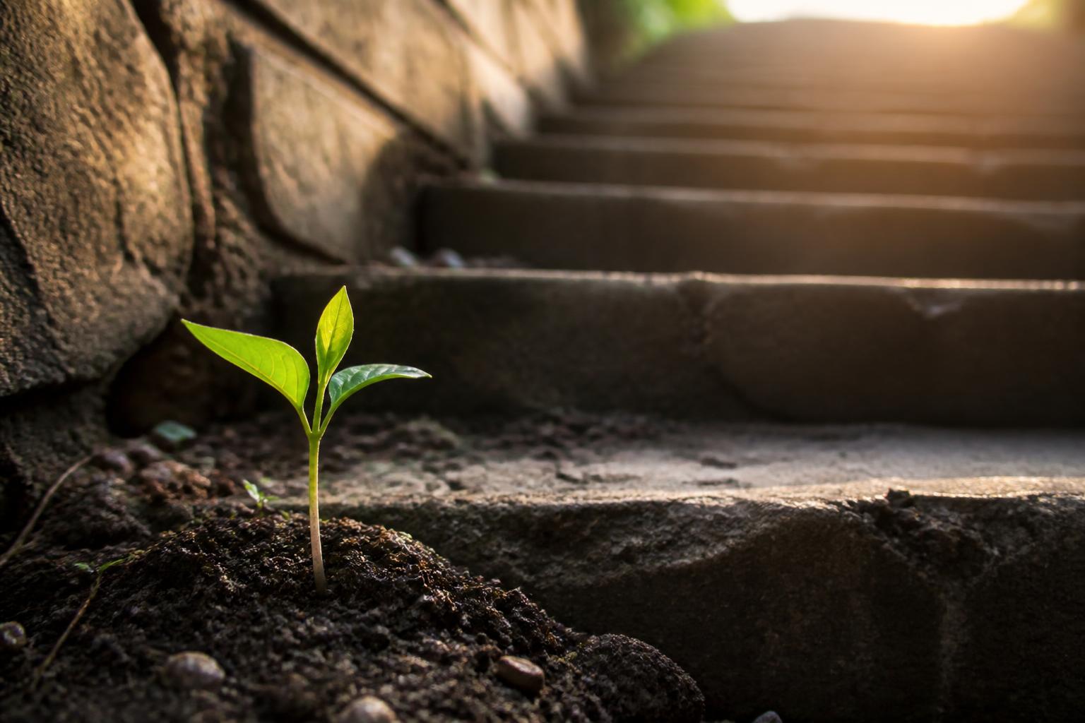 Pequeño brote verde creciendo junto a unas escaleras de piedra al amanecer